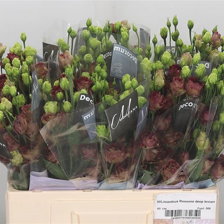 Eustoma Lisianthus Dbl. Rosanne Deep Brown