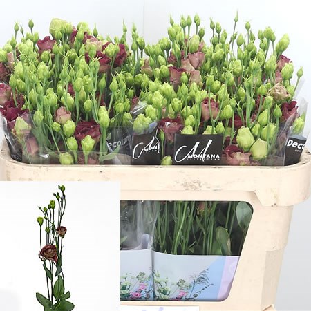 Eustoma Lisianthus Dbl. Rosanne Deep Brown