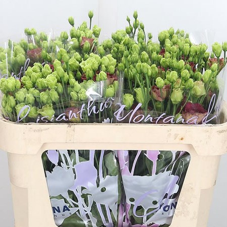 Eustoma Lisianthus Dbl. Rosanne Deep Brown