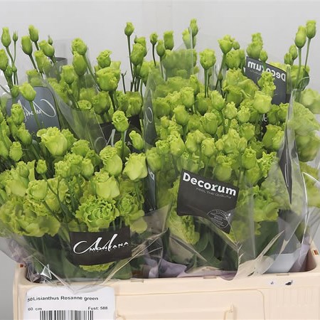 Eustoma Lisianthus Dbl. Rosanne Green