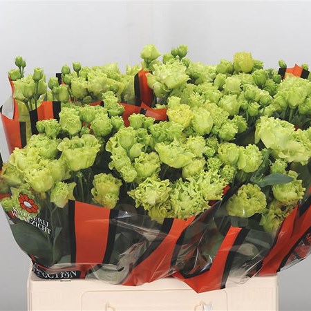 Eustoma Lisianthus Dbl. Rosanne Green