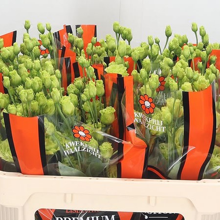 Eustoma Lisianthus Dbl. Rosanne Green