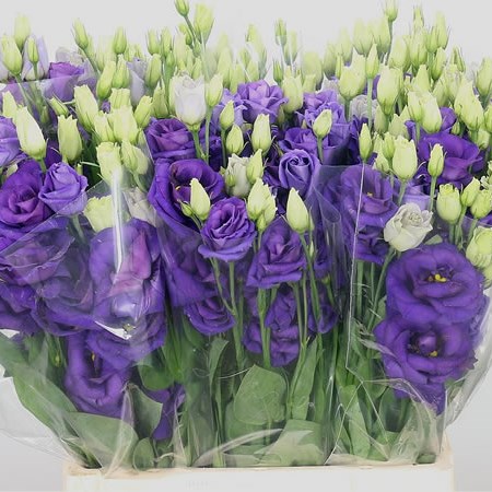Eustoma Lisianthus Dbl. Rosita Blue