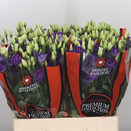 Eustoma Lisianthus Dbl. Rosita Blue