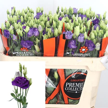 Eustoma Lisianthus Dbl. Rosita Blue