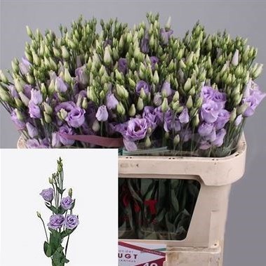 Eustoma Lisianthus Dbl. Rosita Lavender