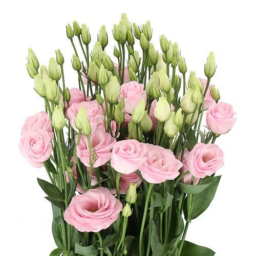 Eustoma Lisianthus Dbl. Rosita Light Pink