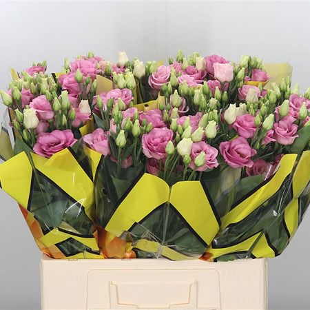 Eustoma Lisianthus Dbl. Rosita Rose Pink
