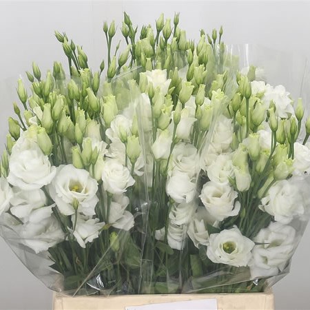 Eustoma Lisianthus Dbl. Rosita White