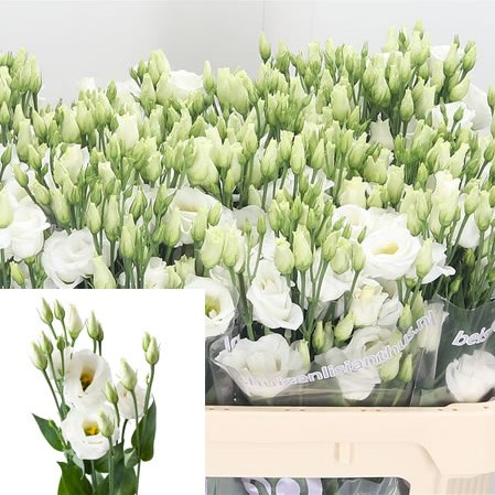 Eustoma Lisianthus Dbl. Rosita White