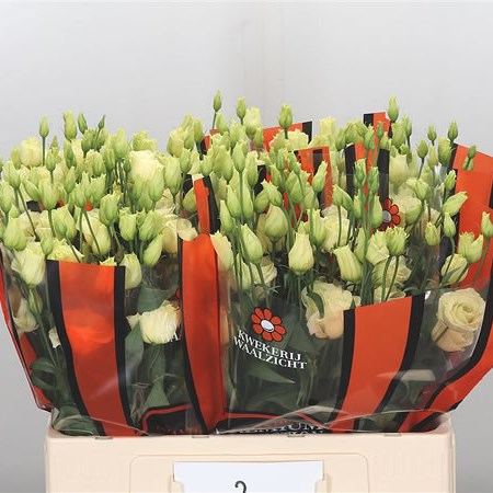 Eustoma Lisianthus Dbl. Rosita Yellow