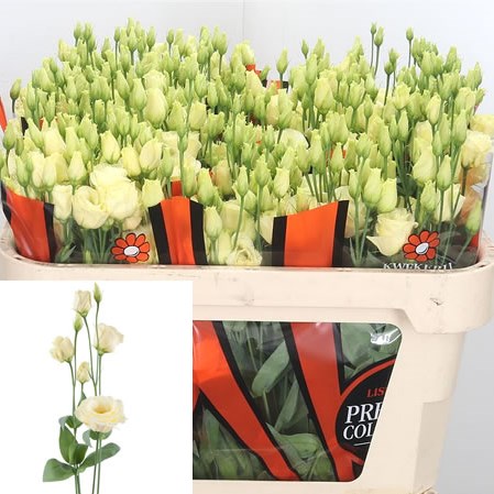 Eustoma Lisianthus Dbl. Rosita Yellow