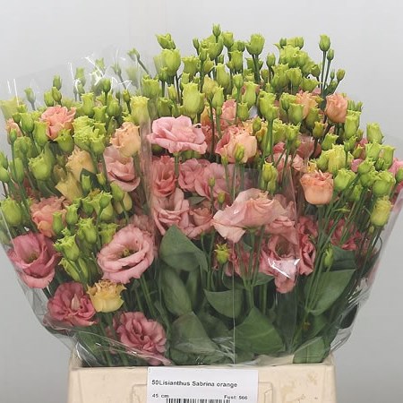 Eustoma Lisianthus Dbl. Sabrina Orange