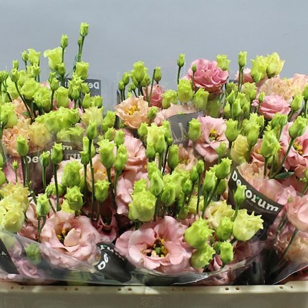 Eustoma Lisianthus Dbl. Sabrina Orange