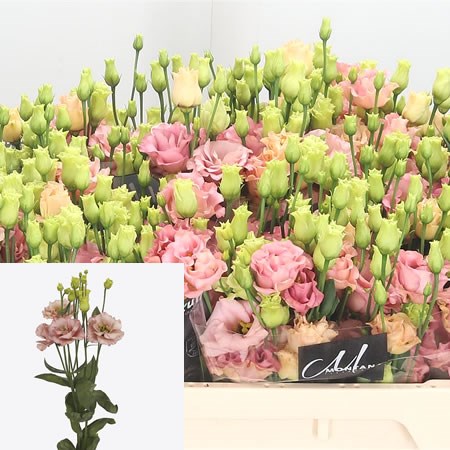 Eustoma Lisianthus Dbl. Sabrina Orange