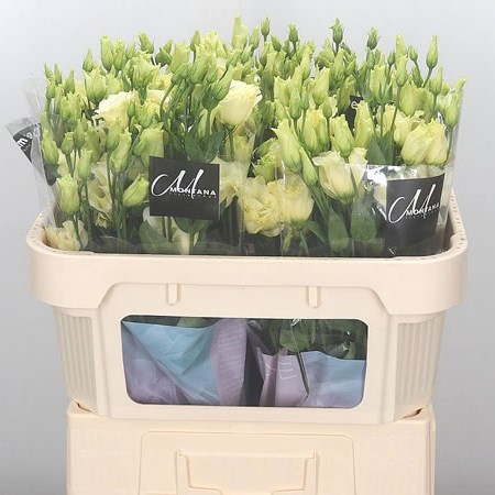 Eustoma Lisianthus Dbl. Savanne Yellow