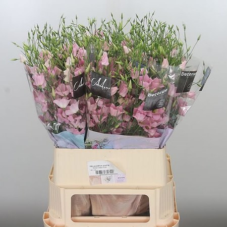 Eustoma Lisianthus Dizzy Lizzy