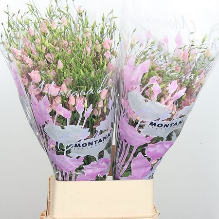 Eustoma Lisianthus Dizzy Lizzy