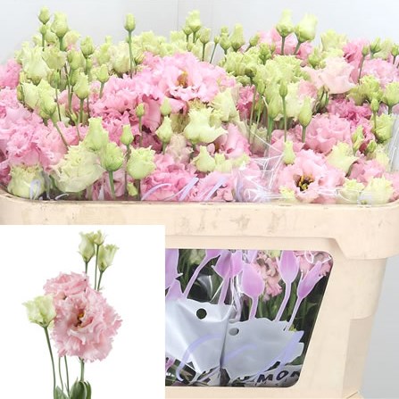 Eustoma Lisianthus Dbl. Alissa Pink
