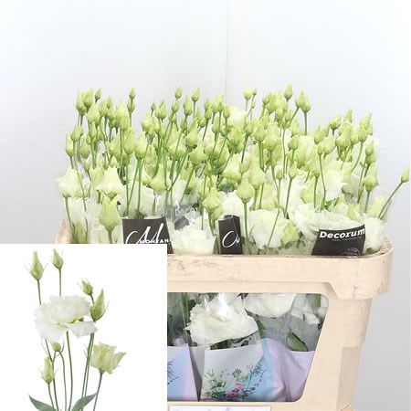 Eustoma Lisianthus Dbl. Alissa White