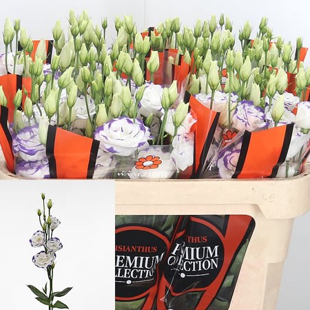 Eustoma Lisianthus Dbl. Excalibur Blue Picotee