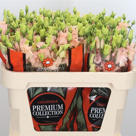 Eustoma Lisianthus Falda Apricot