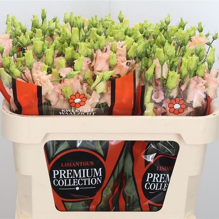 Eustoma Lisianthus Falda Apricot