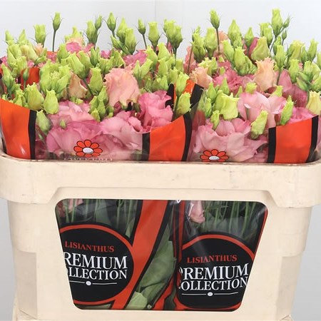 Eustoma Lisiantus Falda Salmon