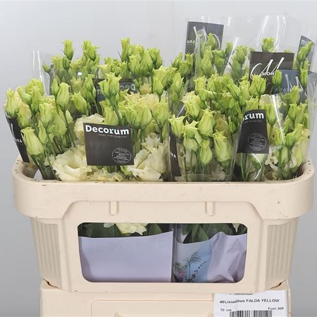Eustoma Lisianthus Falda Yellow