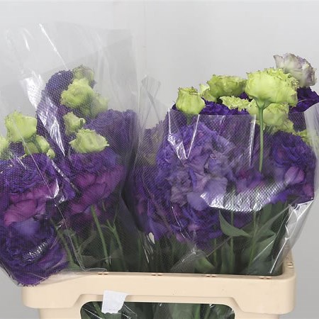 Eustoma Lisianthus Grand Blue (bunch)