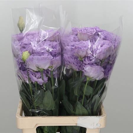 Eustoma Lisianthus Grand Lavender (bunch)