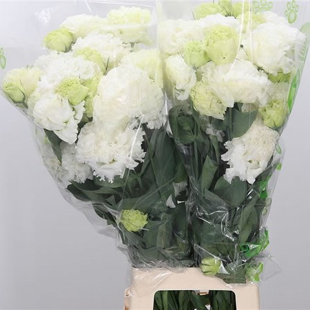 Eustoma Lisianthus Grand White (bunch)