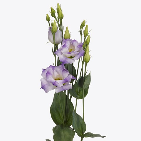 Eustoma Lisianthus Lisanne Blue Flash