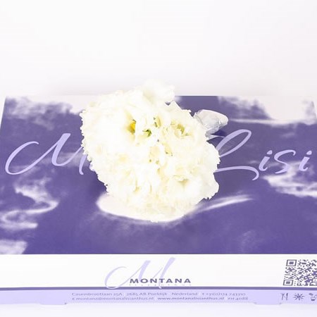 Eustoma Lisianthus Mini Rosita White