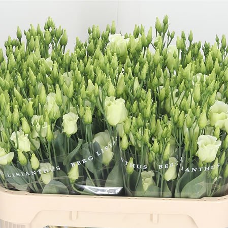 Eustoma Lisianthus Piccolo Green