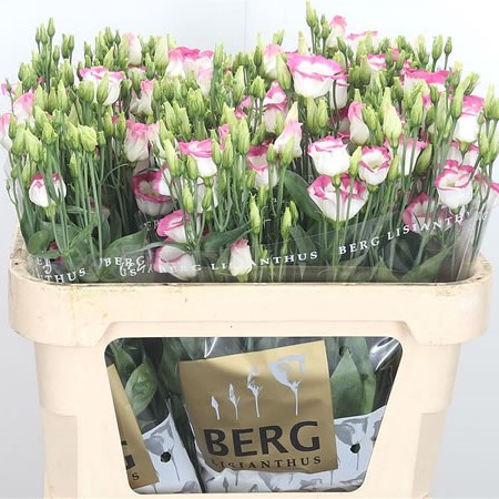 Eustoma Lisianthus Piccolo Hot Lips