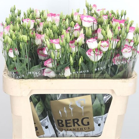 Eustoma Lisianthus Piccolo Hot Lips