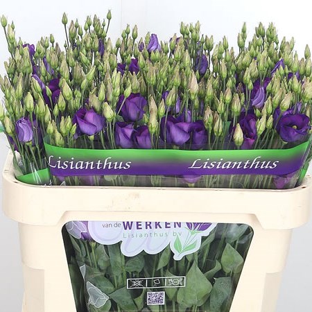 Eustoma Lisianthus Piccolo Violet