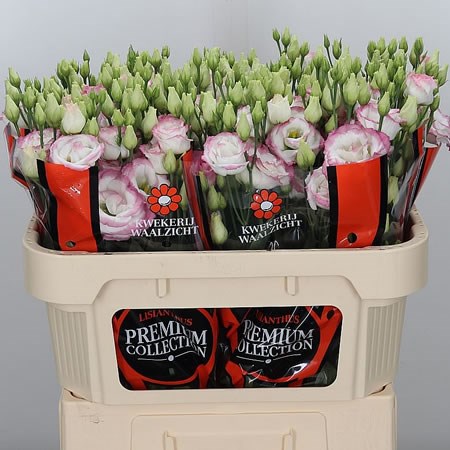 Eustoma Lisianthus Rosita Hot Lips