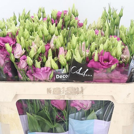 Eustoma Lisianthus Savanne So Pink