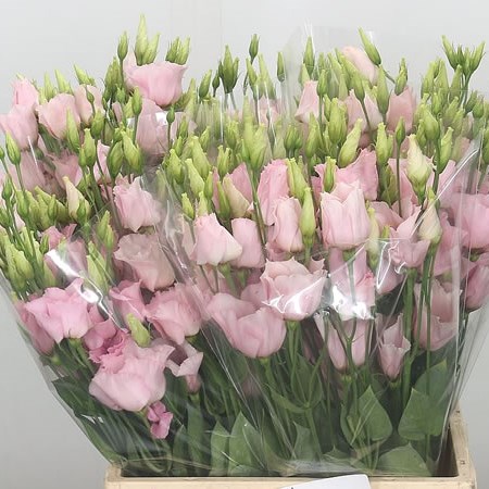 Eustoma Lisianthus Soft Pink