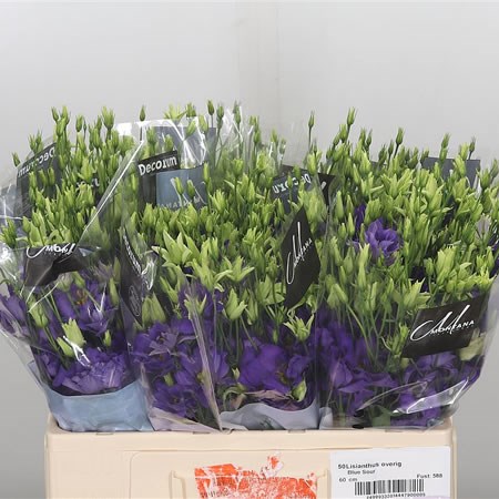 Eustoma Lisianthus Sour Blue