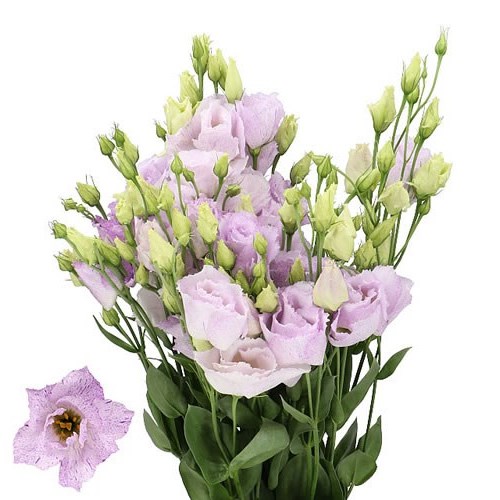 Eustoma Lisianthus Stracciatella Lavender