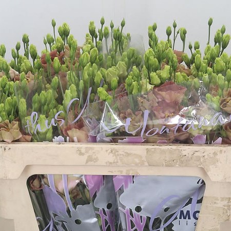 Eustoma Lisianthus Wonder L Bronze