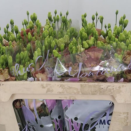 Eustoma Lisianthus Wonder L Bronze