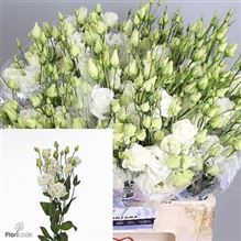 Eustoma Lisianthus dbl. Alissa White