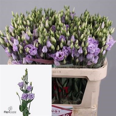 Eustoma Lisianthus dbl. Rosita Lavender
