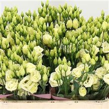 Eustoma Lisianthus dbl. Croma Yellow