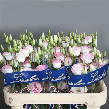 Eustoma Lisianthus dbl. rosita hot lips