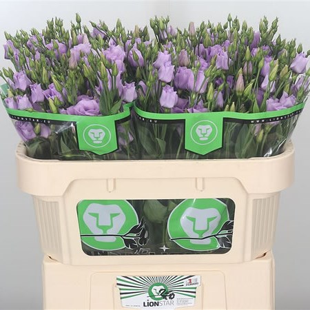 Eustomer Lisianthus Dbl. Croma Lavender